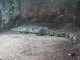 Tiergarten Schönbrunn am 24.02.2026